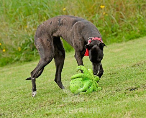 Nyusha-Greyhound