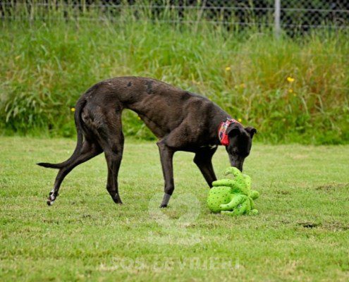 Nyusha-Greyhound
