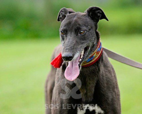 Nyusha-Greyhound