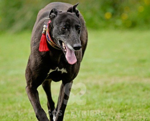 Nyusha-Greyhound