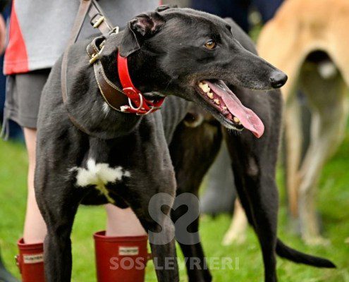Sasha-Greyhound
