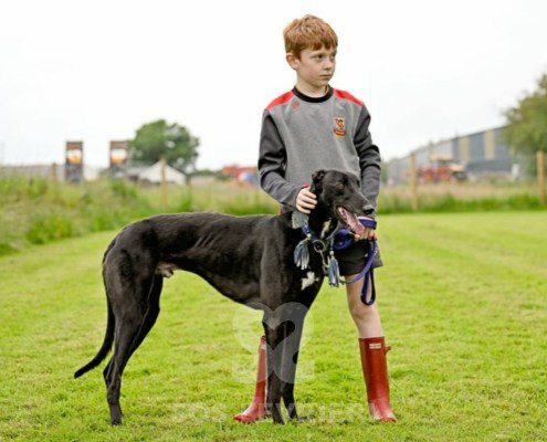 Sasha-Greyhound