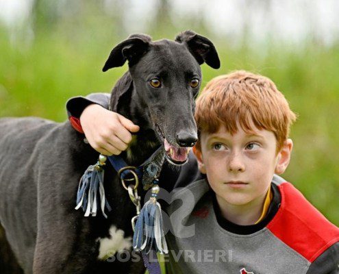 Sasha-Greyhound