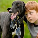 Sasha-Greyhound