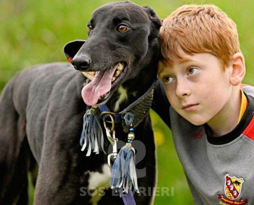 Sasha-Greyhound