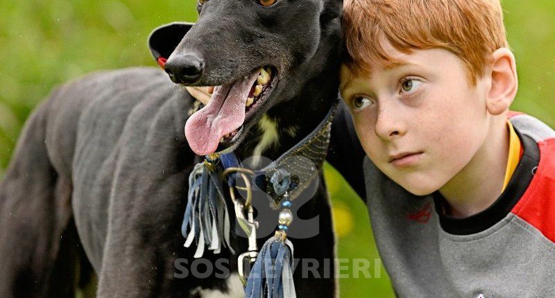 Sasha-Greyhound