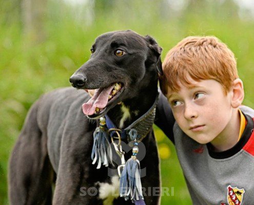Sasha-Greyhound