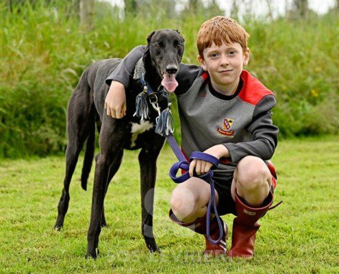Sasha-Greyhound