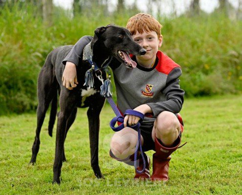 Sasha-Greyhound
