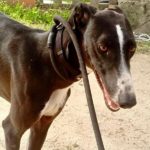 Smokin-Galgo