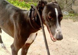 Smokin-Galgo