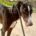 Smokin-Galgo