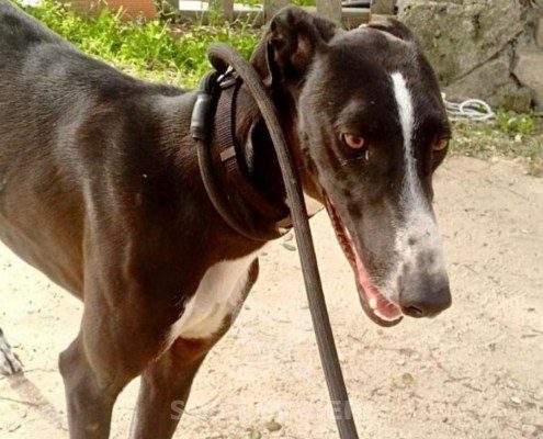 Smokin-Galgo