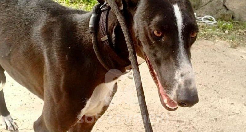 Smokin-Galgo