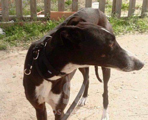 Smokin-Galgo