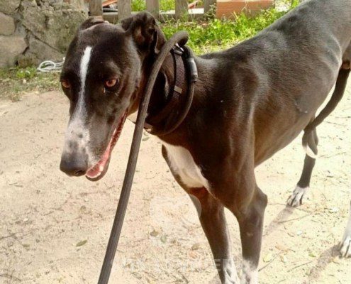 Smokin-Galgo