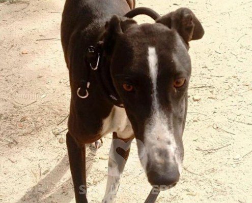 Smokin-Galgo