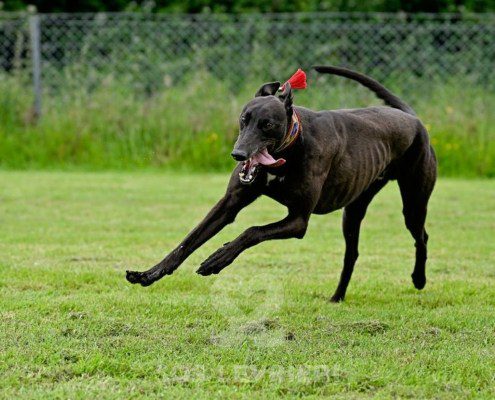 Stany-Greyhound