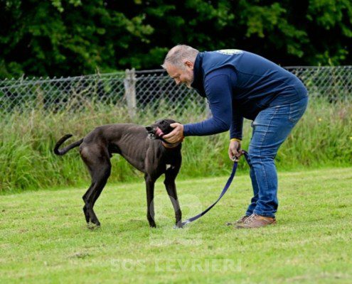 Stany-Greyhound