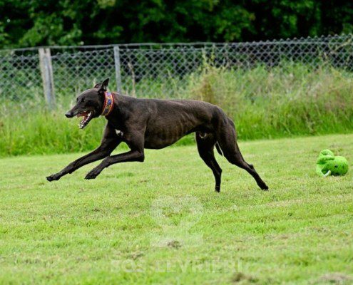 Stany-Greyhound