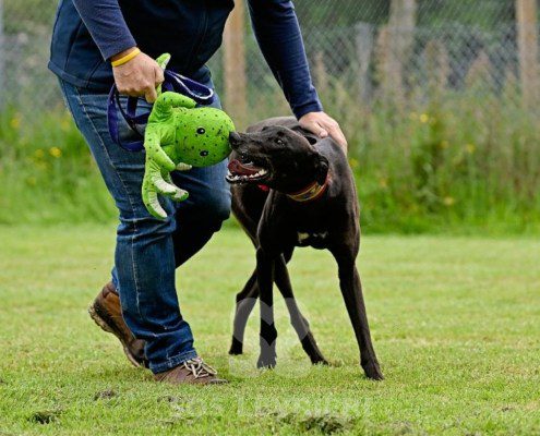 Stany-Greyhound