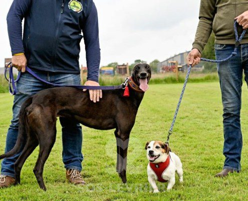 Stany-Greyhound