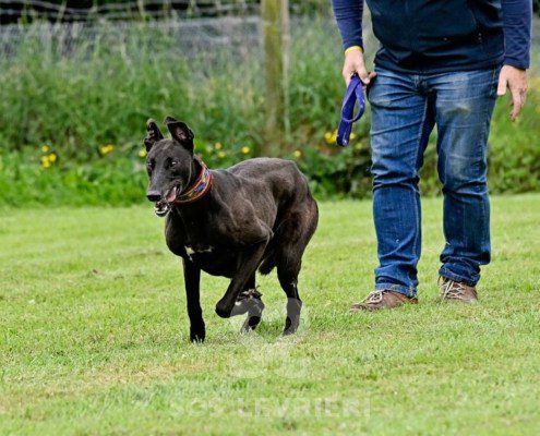 Stany-Greyhound