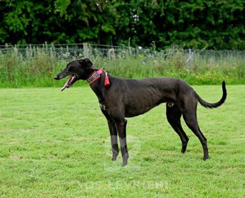 Stany-Greyhound