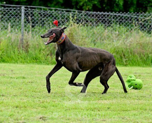 Stany-Greyhound
