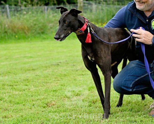 Stany-Greyhound