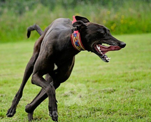 Stany-Greyhound