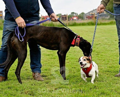 Stany-Greyhound