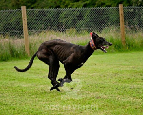 Stany-Greyhound