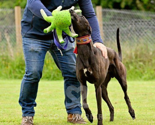 Stany-Greyhound