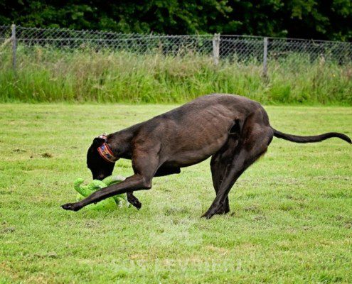 Stany-Greyhound