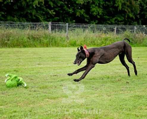 Stany-Greyhound