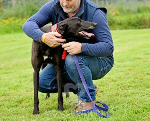 Stany-Greyhound