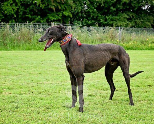 Stany-Greyhound