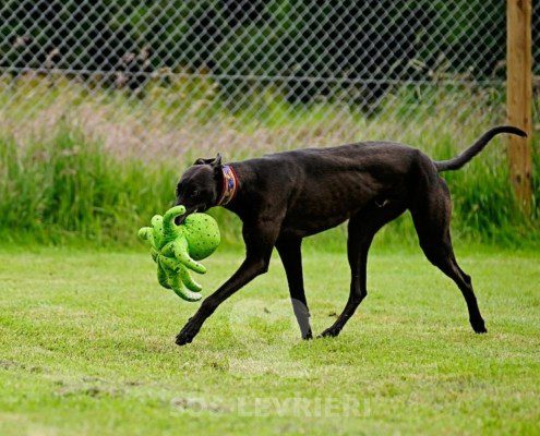 Stany-Greyhound