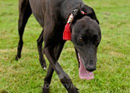 Stany-Greyhound