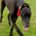 Stany-Greyhound