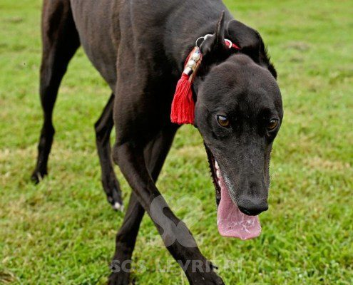 Stany-Greyhound