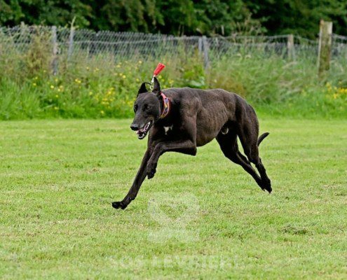 Stany-Greyhound