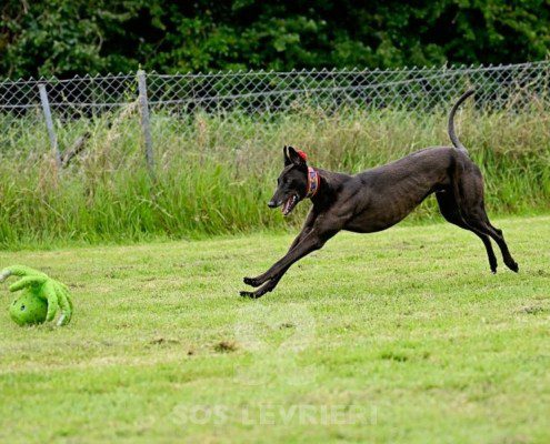 Stany-Greyhound
