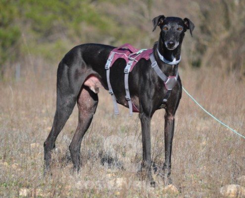 Sultan-Galgo