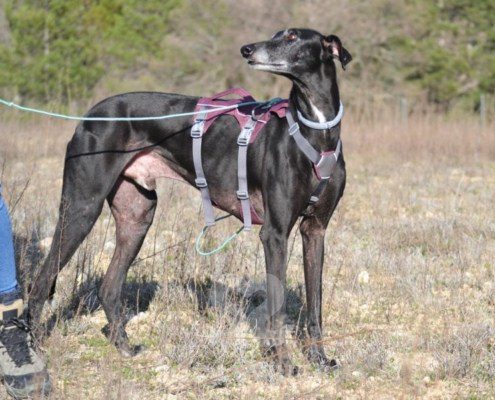 Sultan-Galgo