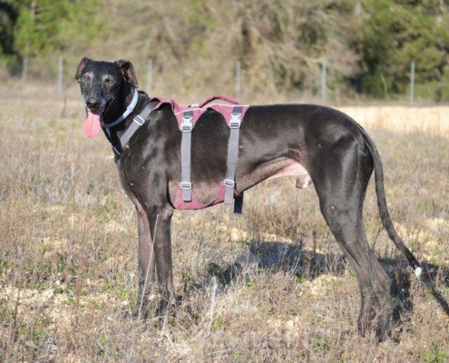 Sultan-Galgo