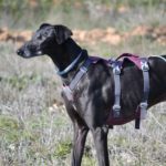 Sultan-Galgo