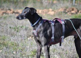 Sultan-Galgo