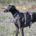 Sultan-Galgo